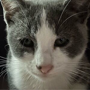 Meet your Posher, Sofia